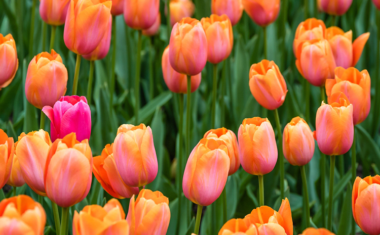 a bunch of tulips